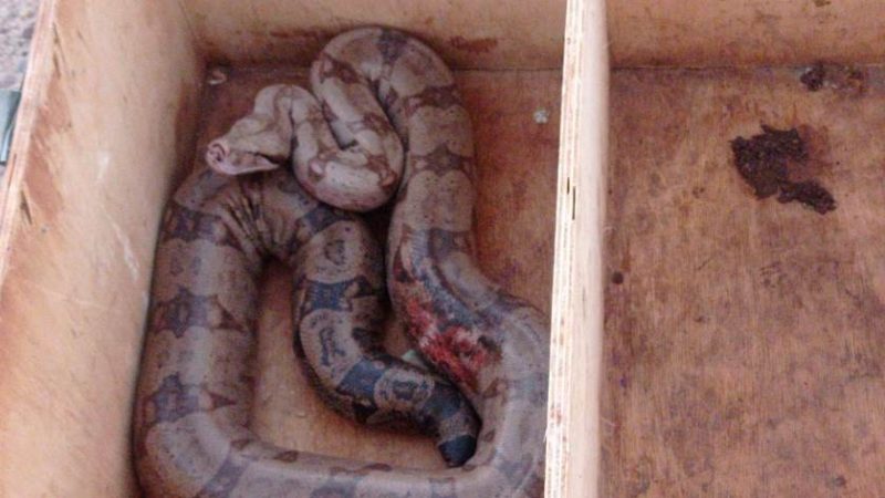 Captura foi feita pela equipe da PMA no bairro Cintur&atilde;o Verde – Foto: PMA/Divulga&ccedil;&atilde;o/ND