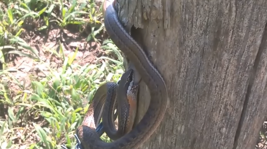 Cobra-cipó se alimentando de lagartixa 