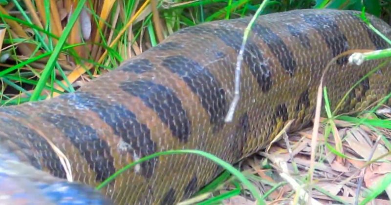 Sucuri colossal foi avistada por guia de turismo ecol&oacute;gico, no Mato Grosso do Sul – Foto: Reprodu&ccedil;&atilde;o