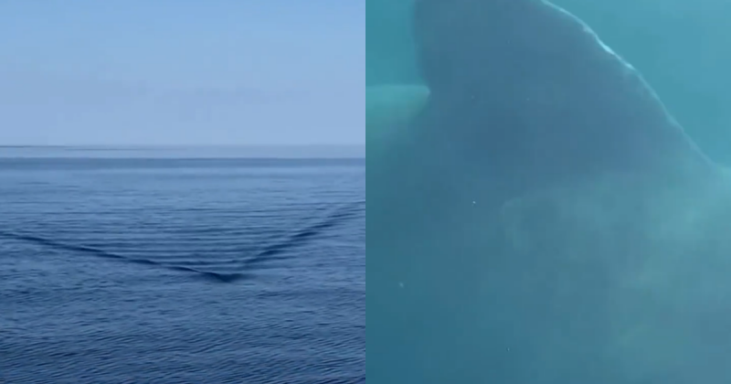 ‘Onda’ provocada por tubar&atilde;o gigante na dire&ccedil;&atilde;o de barco assusta tripulantes – Foto: Internet/Reprodu&ccedil;&atilde;o/ND