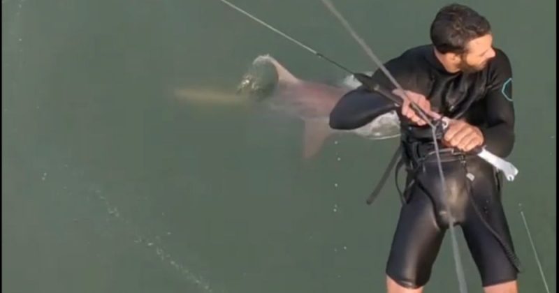 Tubarão perseguiu de perto kitesurfista