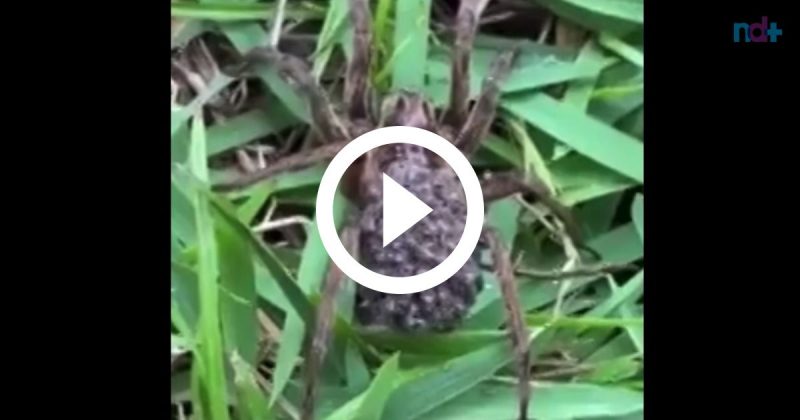 Aranha é flagrada com filhotinhos nas costas