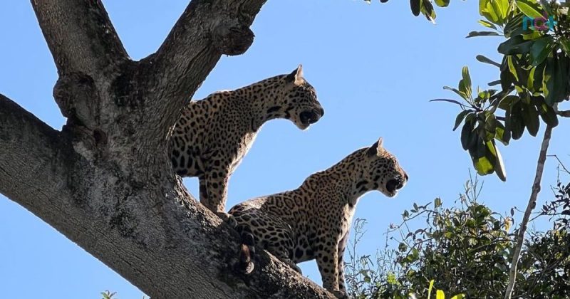 A group of jaguars was recorded playing on top of a tree in the Pantanal – Photo: Julia Lindner/Instagram