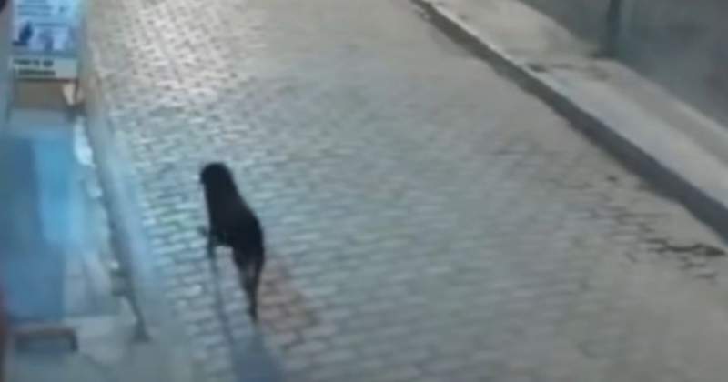 Homem tenta chutar cachorro e se d&aacute; muito mal – Foto: @alfinetei/Reprodu&ccedil;&atilde;o/ND