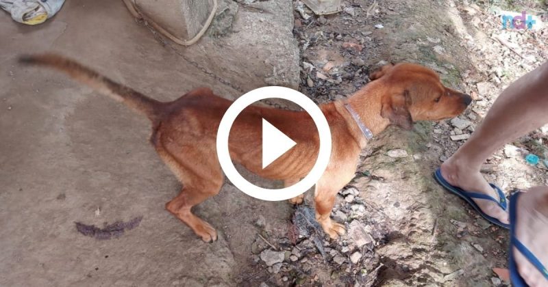 C&atilde;es foram encontrados em vis&iacute;vel estado de fome. – Foto: Divulga&ccedil;&atilde;o/ Pol&iacute;cia Civil/ ND