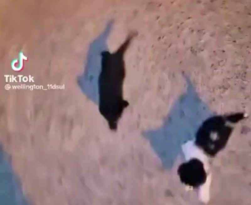 Homem é perseguido por gangue fofinha