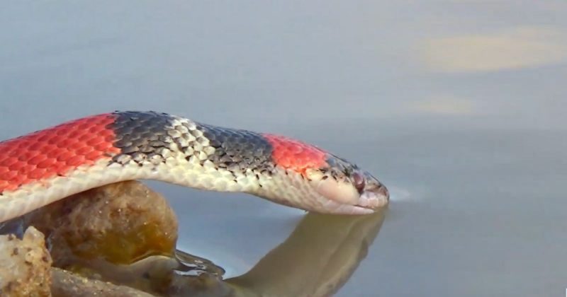 “Quem disse que cobra n&atilde;o bebe &aacute;gua?” Bi&oacute;logo flagra serpente matando a sede – Foto: Reprodu&ccedil;&atilde;o