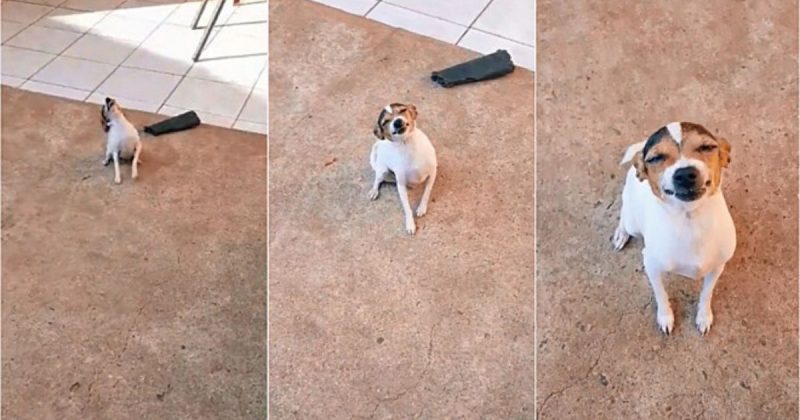 Cadelinha Cristal d&aacute; o seu “bom dia” irresist&iacute;vel – Foto: Reprodu&ccedil;&atilde;o