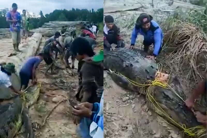 V&ocirc;mito de crocodilo continha restos mortais de pescador – Foto: Reprodu&ccedil;&atilde;o/Internet