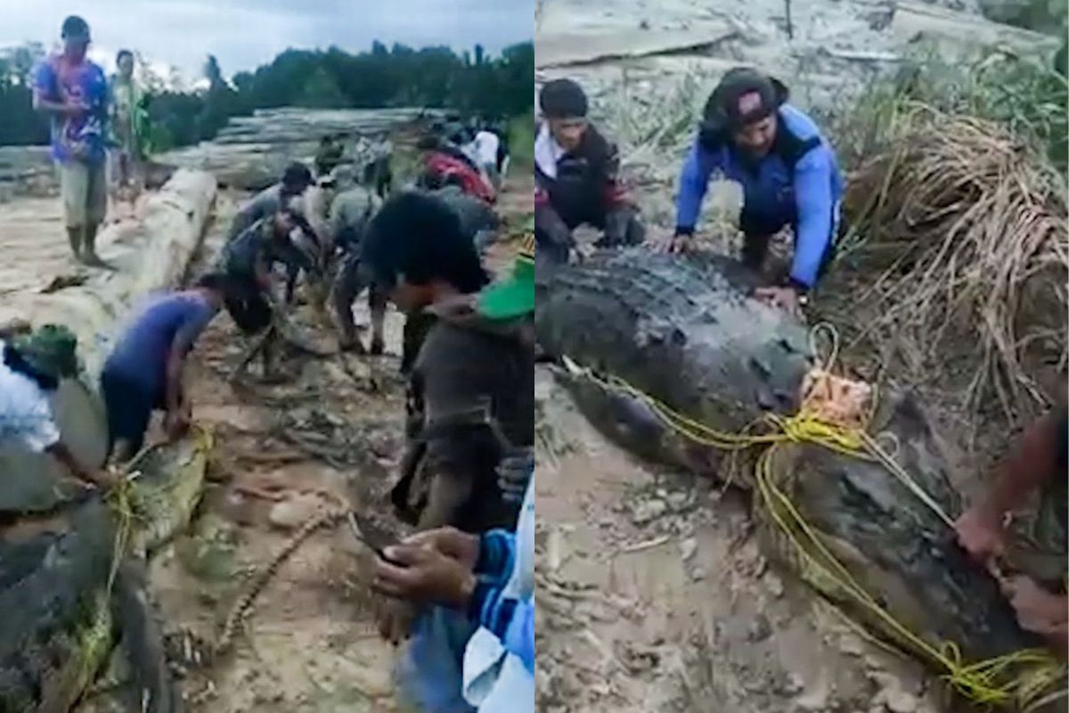 Vômito de crocodilo de 8 metros revela descoberta impressionante