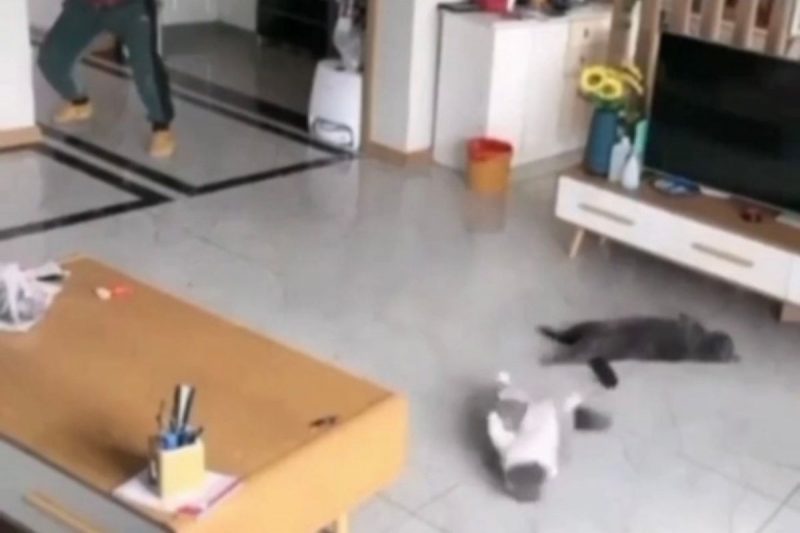 Gatos viralizaram ao entrar na brincadeira do tutor e “desmaiar” ap&oacute;s golpe – Foto: Reprodu&ccedil;&atilde;o/Internet