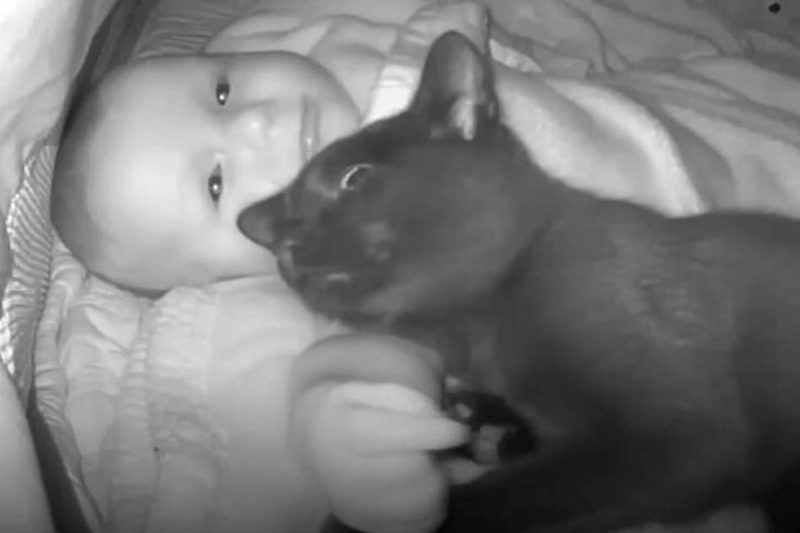 A gata foi flagrada pela bab&aacute; eletr&ocirc;nica e a cena chamou a aten&ccedil;&atilde;o da m&atilde;e – Foto: Reprodu&ccedil;&atilde;o/YouTube/ND