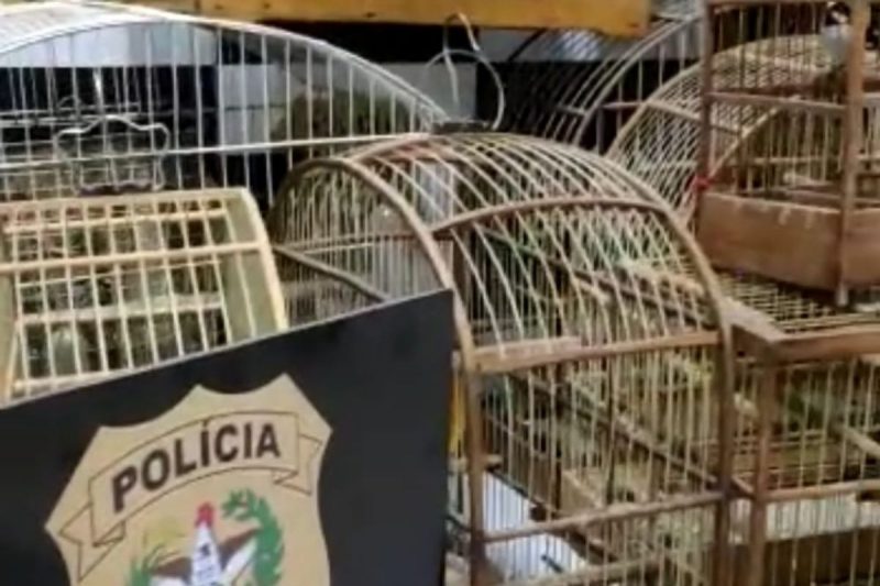 Aves foram apreendidas no bairro Vila Nova, na zona Oeste de Joinville – Foto: Pol&iacute;cia Civil/Divulga&ccedil;&atilde;o/ND