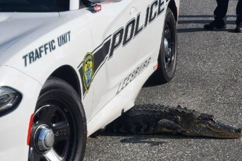 Foto do animal “entalado” foi publicado pela pol&iacute;cia de Leesburg – Foto: Reprodu&ccedil;&atilde;o/Twitter