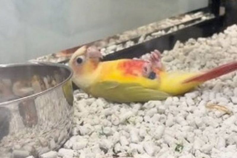 P&aacute;ssaro ganhou fama de dram&aacute;tico na internet com “atua&ccedil;&atilde;o” – Foto: Reprodu&ccedil;&atilde;o/TikTok