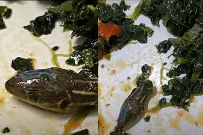 Comiss&aacute;rio de bordo encontrou cabe&ccedil;a de cobra em refei&ccedil;&atilde;o – Foto: Reprodu&ccedil;&atilde;o/YouTube