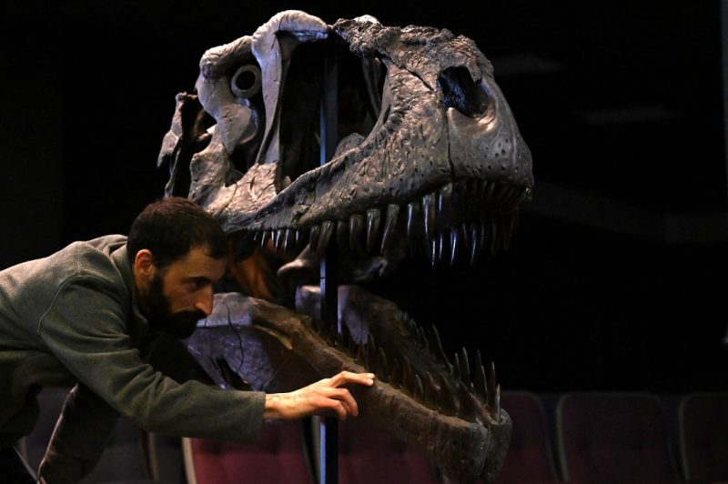 Cr&acirc;nio de dinossauro encontrado na Argentina – Foto: Luis Robayo/AFP/ND