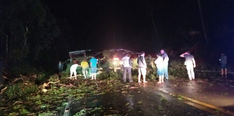 Queda de &aacute;rvore interditou a BR-470 na noite desta quinta-feira – Foto: Divulga&ccedil;&atilde;o/ND