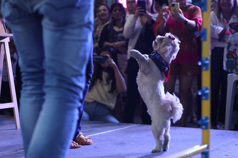 Dog Dance Day traz os cachorrinhos para o palco – Foto: Maykon Lammerhirt/Divulga&ccedil;&atilde;o