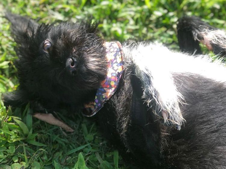 Joinville realiza feira de adoção neste domingo; saiba mais