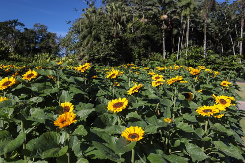 Na imagem aparece uma plantação de girassóis em Joinville