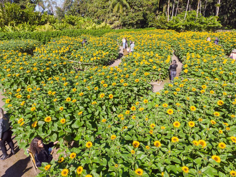 Na imagem aparece o plantio de girassóis em Joinville