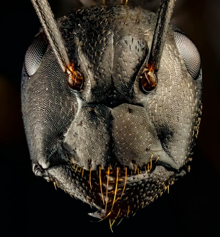 Fotógrafo mostra como é o rosto de uma formiga de perto: 'Assustador