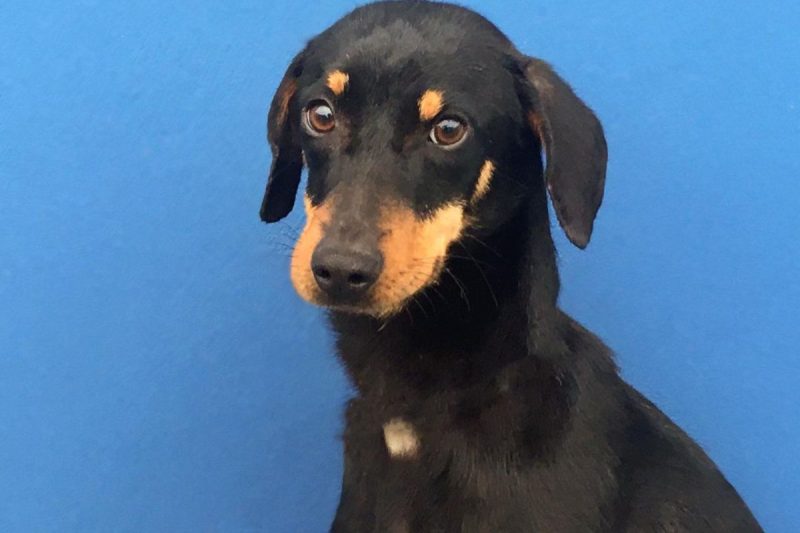 Foster &eacute; um dos c&atilde;es dispon&iacute;veis para ado&ccedil;&atilde;o na feira do CBEA – Foto: Prefeitura de Joinville/Divulga&ccedil;&atilde;o