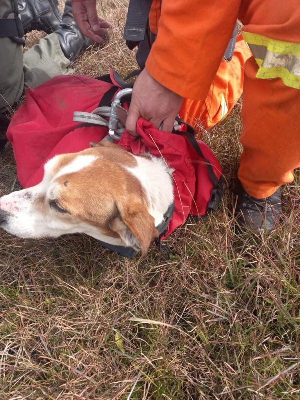 Cachorro foi devolvido ao dono ap&oacute;s ser retirado do penhasco – Foto: PMSC/Divulga&ccedil;&atilde;o/ND