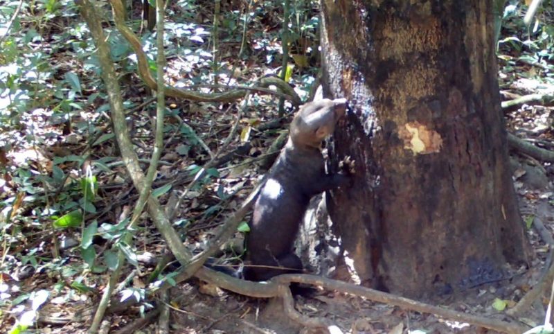 V&iacute;deo mostra que, entre os visitantes, estavam em grupos de catetos e de quatis-de-cauda-anelada, um veado-mateiro, jaguatirica, morcegos, tamandu&aacute;-mirim e uma irara – Foto: Reprodu&ccedil;&atilde;o/Twitter/Divulga&ccedil;&atilde;o/ND