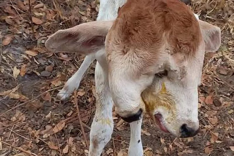Bezerra de duas cabeças chocou moradores da Bahia