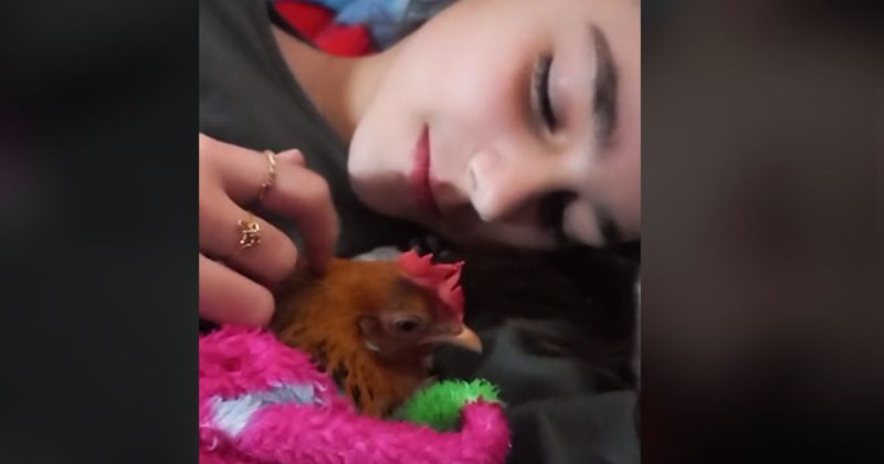 Menina e galinha s&atilde;o insepar&aacute;veis – Foto: eligalm/Tiktok/Reprodu&ccedil;&atilde;o/Internet/ND