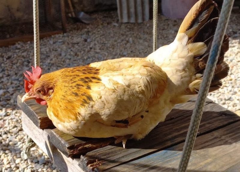 Galinha Felipa era Felipe quando chegou – Foto: Arquivo pessoal/ND