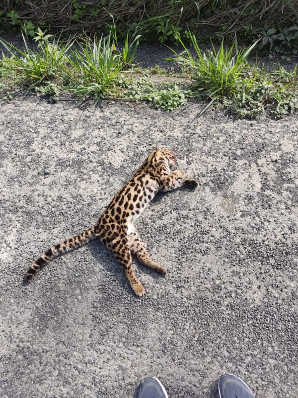 Gato-maracaj&aacute; foi encontrado atropelado em Blumenau. – Foto: Divulga&ccedil;&atilde;o/ ND