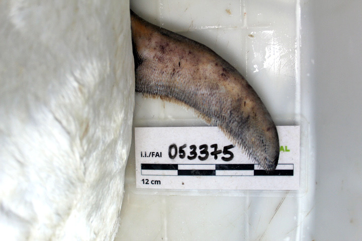 As aves encalharam sem vida e com rigor mortis, o que indica que tinham acabado de morrer &mdash; Foto: R3 Animal/Divulga&ccedil;&atilde;o/ND