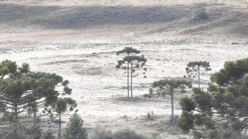 Paisagens amanheceram cobertas por uma camada de gelo – Foto: Mycchel Legnaghi /S&atilde;oJoaquimOnline