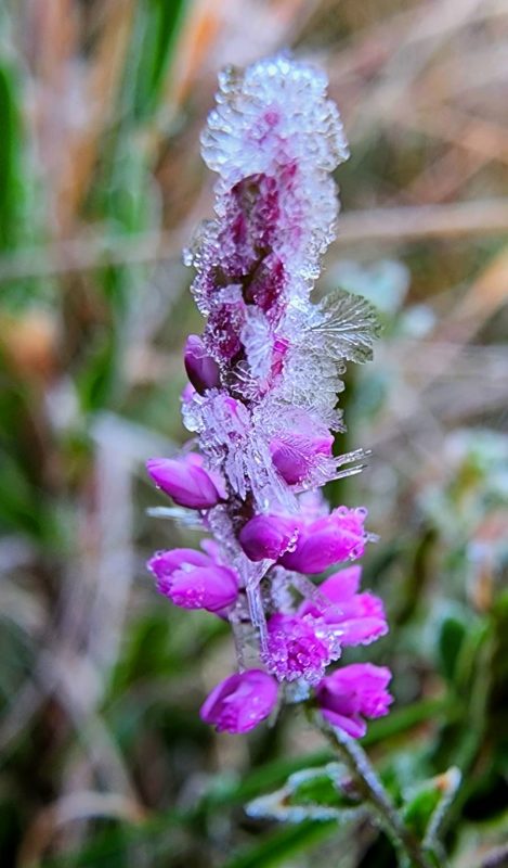 Paisagens amanheceram cobertas por uma camada de gelo – Foto: Mycchel Legnaghi /S&atilde;oJoaquimOnline
