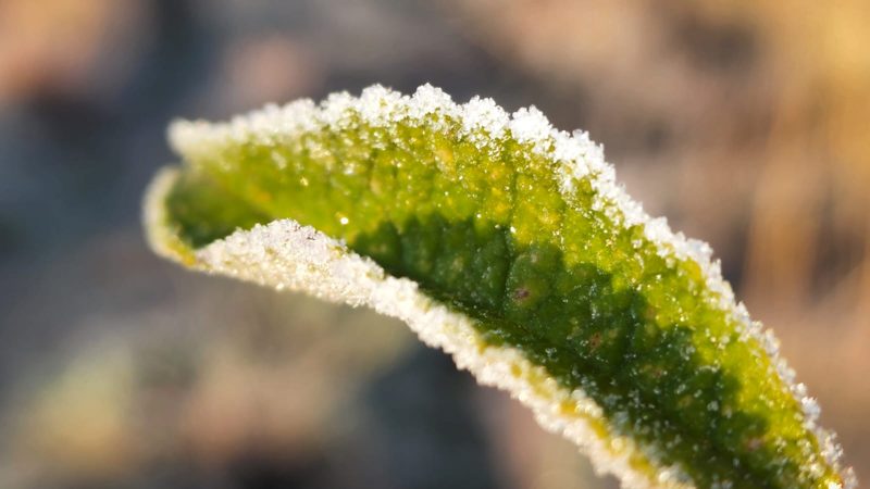 Domingo pode amanhecer com presen&ccedil;a de geada – Foto: Mycchel Legnaghi /S&atilde;o Joaquim Online/Reprodu&ccedil;&atilde;o/ND