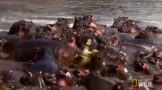 Momento do ataque dos hipopótamos