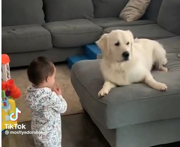 VÍDEO: Cachorro fica emocionado ao ver bebê dar os primeiros passos