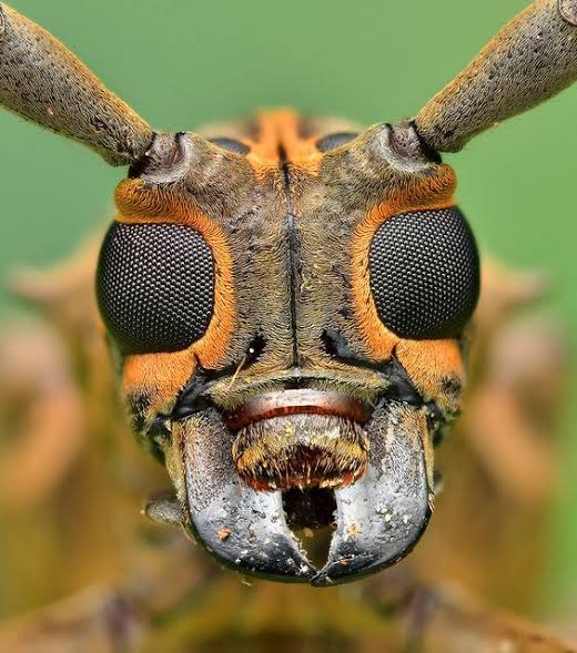 Veja o assustador rosto das formigas em foto cheia de detalhes - Olhar  Digital