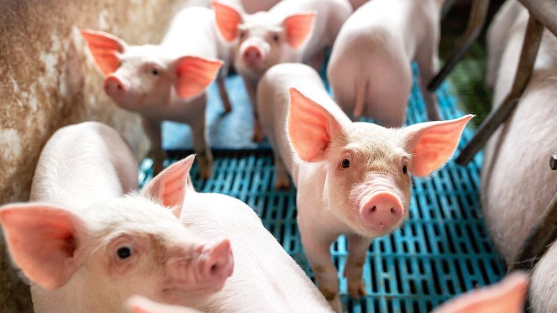 O que leva Santa Catarina a ser o único Estado brasileiro a exportar carne suína para o Canadá