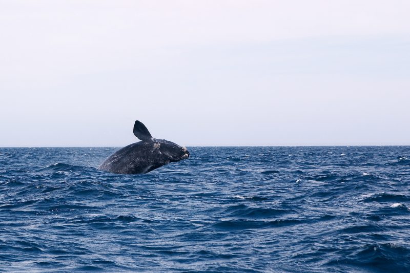 Quer ver as baleias de perto?