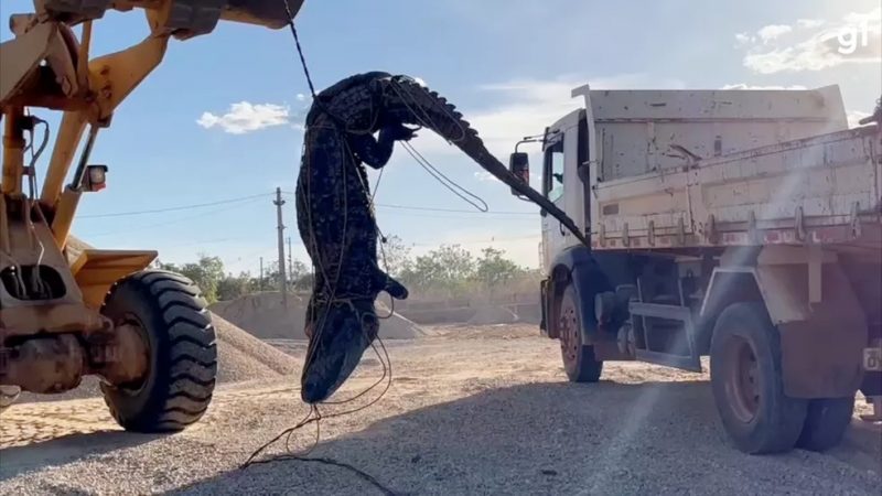 An excavator shovel pulls while catching an alligator - Photo: Reproduction / ND