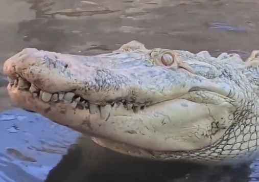 Exemplo de jacaré-norte-americano albino