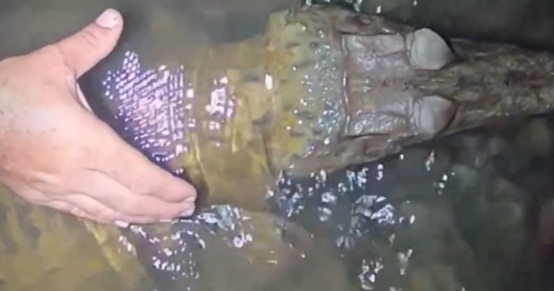 Pescador tenta pegar jacar&eacute; “na m&atilde;o” – Foto: Reprodu&ccedil;&atilde;o