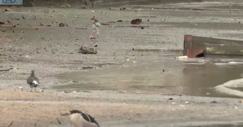 Aumento do lodo na praia do bairro Jo&atilde;o Paulo preocupa moradores em Florian&oacute;polis – Foto: Reprodu&ccedil;&atilde;o/NDTV RecordTV