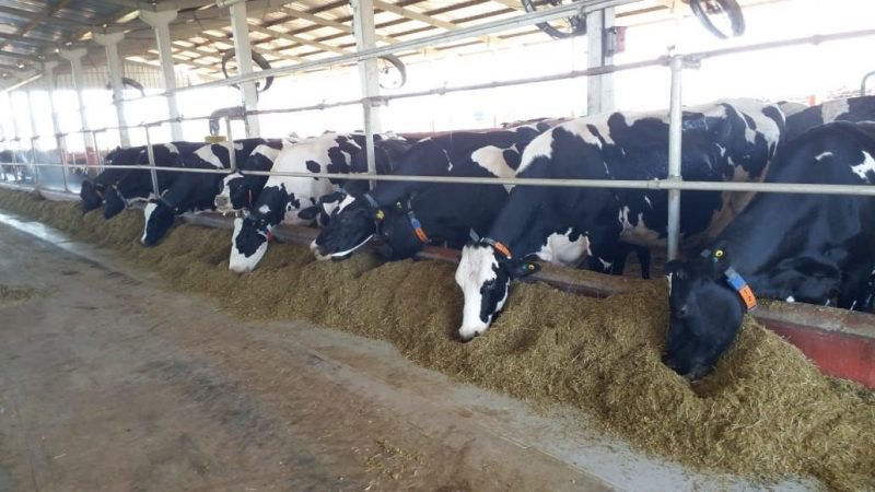 Munic&iacute;pio no Alto Uruguai &eacute; destaque na produ&ccedil;&atilde;o de leite – Foto: Prefeitura de Conc&oacute;rdia/ND