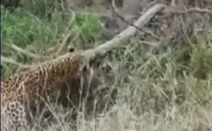 Encontro fatal entre leopardo e píton