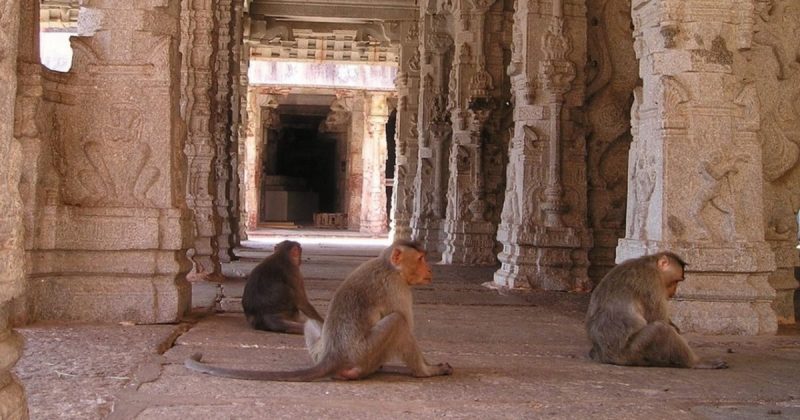 Ataques de gangues de macacos t&ecirc;m se intensificado na &Iacute;ndia – Foto: Reprodu&ccedil;&atilde;o